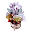 Cesta Suzy Chocolates, Orquídea e Pelúcia