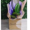 Orquídea Natural Encantadora