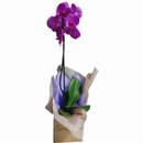 Orquídea Natural Encantadora