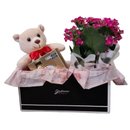 Cesta Urso Apaixonado