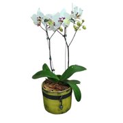 Orquídea Lumos Branca