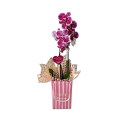 Mini Orquidea Love & Flowers