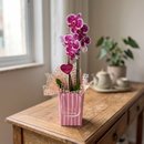 Mini Orquidea Love & Flowers 