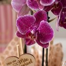 Mini Orquidea Love & Flowers 
