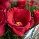 Buquê Paixão Rosas Vermelhas 15 unidades
