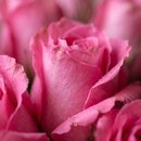 Buquê Explosão de Rosas Pink 15 unidades