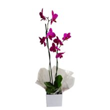 Orquídea duas haste - Pink 