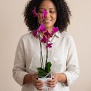 Orquídea duas haste - Pink 