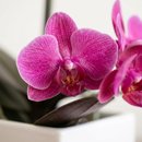 Orquídea duas haste - Pink 