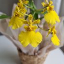 Beleza radiante - Orquídea Chuva de Ouro