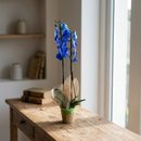 Orquídea Azul - Mistério, beleza e sofisticação