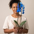 Orquídea Azul - Mistério, beleza e sofisticação