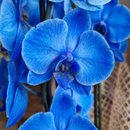 Orquídea Azul - Mistério, beleza e sofisticação
