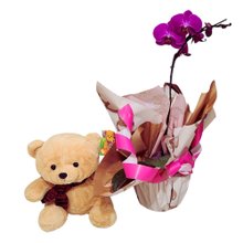 Orquídea Pink com Urso - Delicadeza que abraça