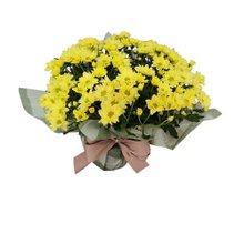 Mini Margaridas Amarelas - Delicadeza que ilumina