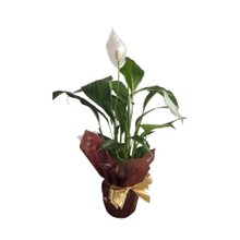 Lírio da Paz - Presenteie com leveza, harmonia