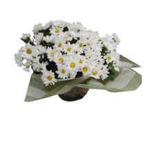 Mini Margaridas Brancas - Simplicidade que encanta