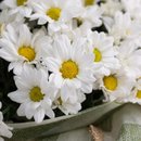 Mini Margaridas Brancas - Simplicidade que encanta