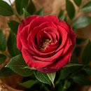 Ramalhete Rosa Solitária