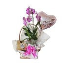 Orquídea Encanto Mamãe