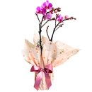 Orquídea Mini Embalada 