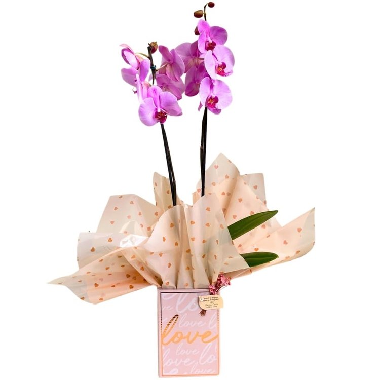 Orquídea  Phalaenopsis Caixa Papel Quadrado