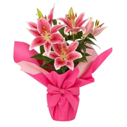 Elegância Rosa de Lírios Plantados