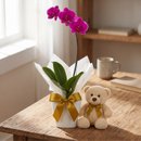 Orquídea Phalaenopsis Pink com Ursinho
