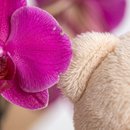 Orquídea Phalaenopsis Pink com Ursinho