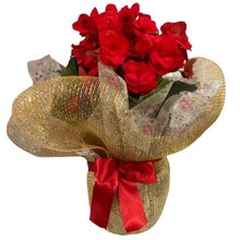 Begonia Vermelha para Presente