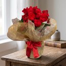 Begonia Vermelha para Presente