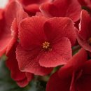 Begonia Vermelha para Presente