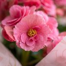 Begônia Rosa Para Presente