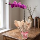 Orquídea Phalaenopsis Roxa Para Presente