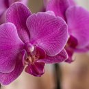 Orquídea Phalaenopsis Roxa Para Presente