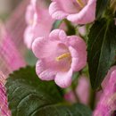 Campanula Rosa
