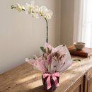 Orquídea Phalaenopsis Branca Para Presente