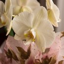Orquídea Phalaenopsis Branca Para Presente