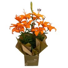 Lírio Laranja Para Presente