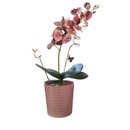Eterno Encanto -  Arranjo de Orquidea