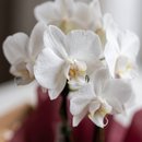 Café da manhã com Orquídea