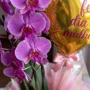 Orquidea Feliz dia 