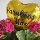 Mimo Especial Kalanchoe Radiante
