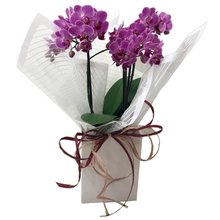 Orquídea Encanto Para Presente