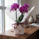 Orquídea Encanto Para Presente