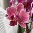 Orquídea Encanto Para Presente