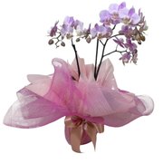 Orquídea Elegante Com Tela Rosa