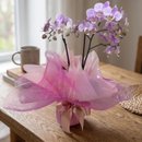 Orquídea Elegante Com Tela Rosa
