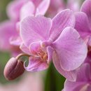 Orquídea Elegante Com Tela Rosa
