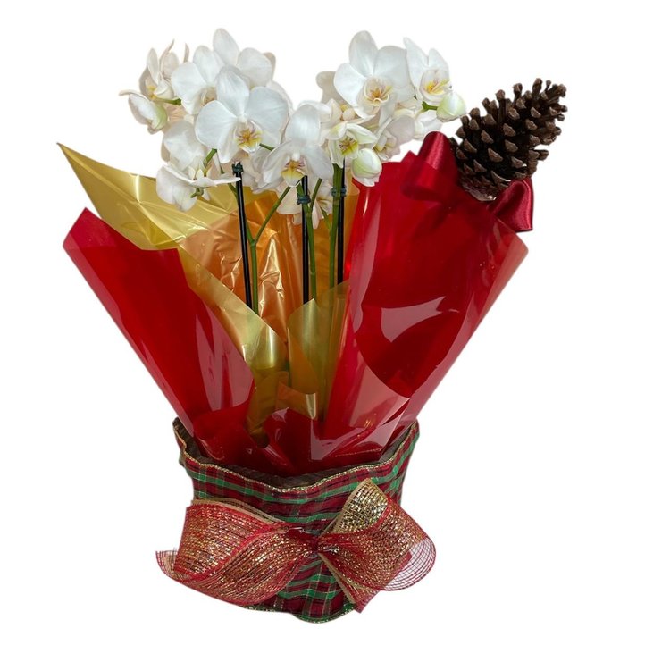 Orquídea de Natal